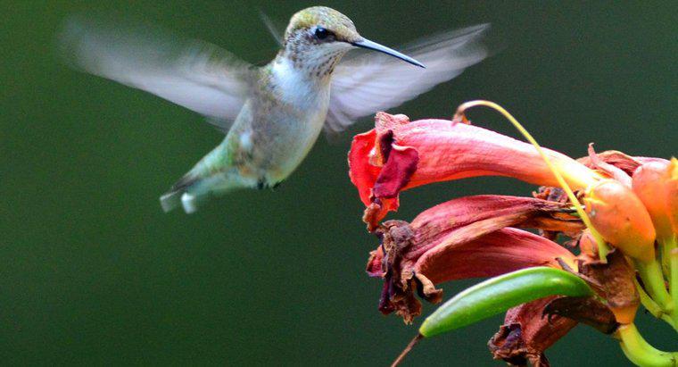 Wie mischt man eine Wasser- und Zuckerlösung für Kolibris?