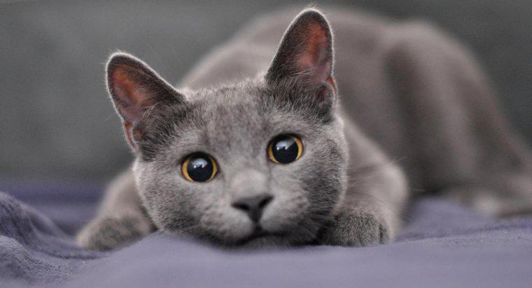Was sind einige gute Namen für eine männliche graue Katze?