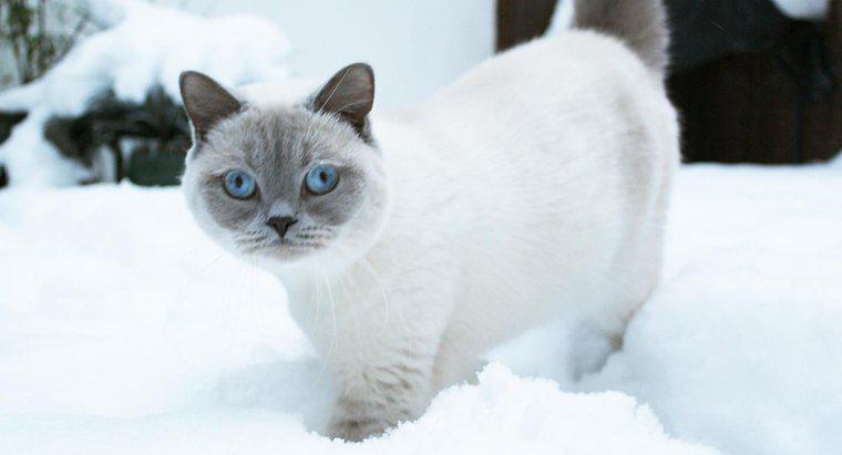 Bekommen Katzen im Winter ein dickeres Fell?