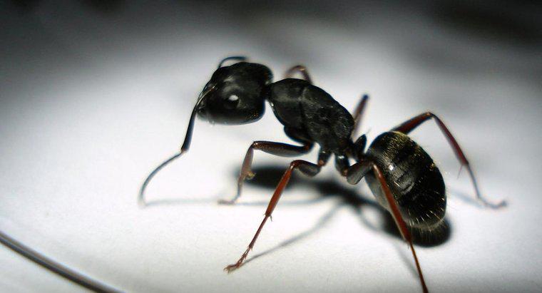 Beißen schwarze Ameisen Menschen?