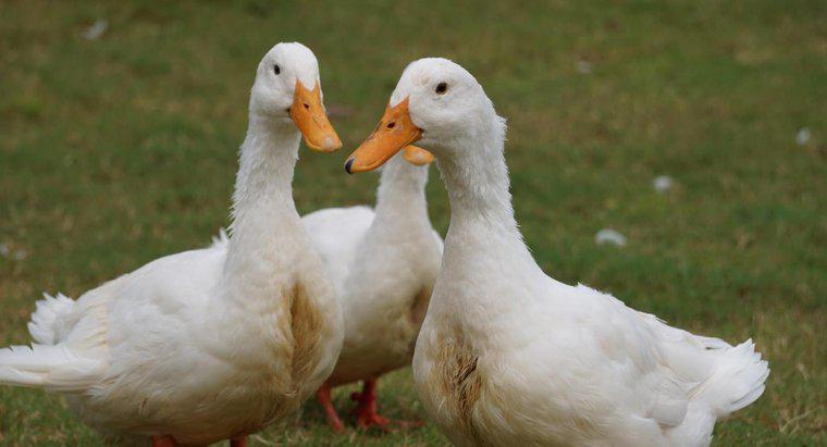 Wie können Sie feststellen, ob eine weiße Ente männlich oder weiblich ist?