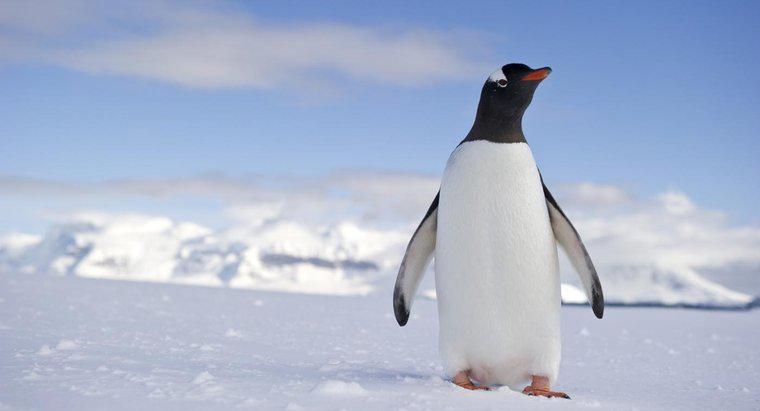 Was ist der Lebensraum eines Pinguins?