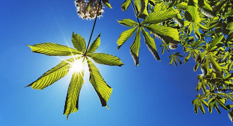 Woher kommt die Energie für die Photosynthese?
