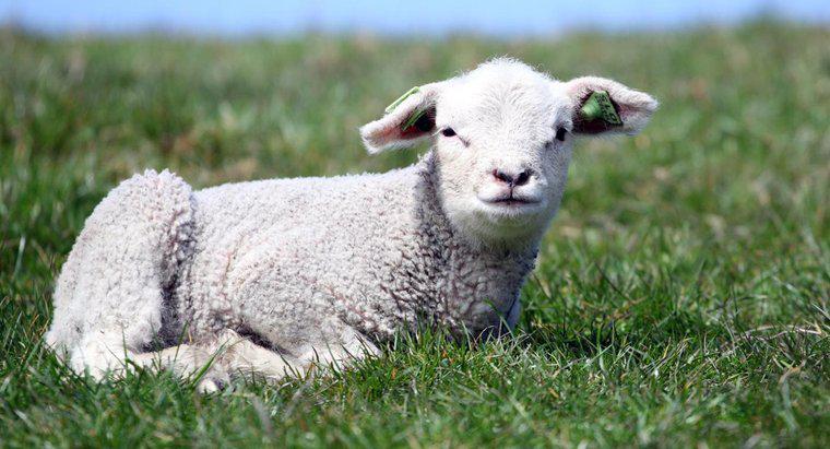 Was symbolisiert das Lamm?