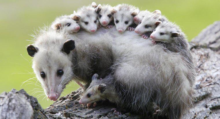 Schlafen Opossums kopfüber?