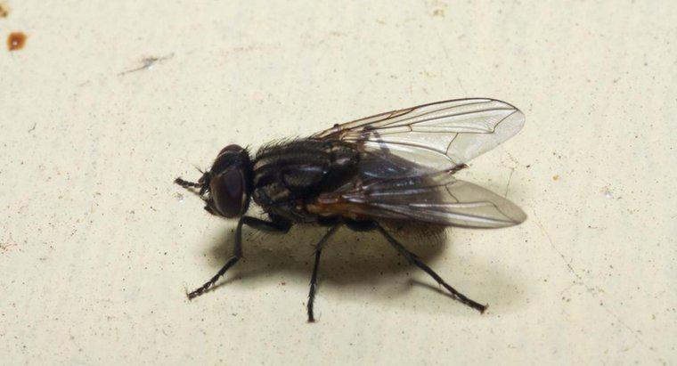 Was verursacht einen Befall mit Stubenfliegen?