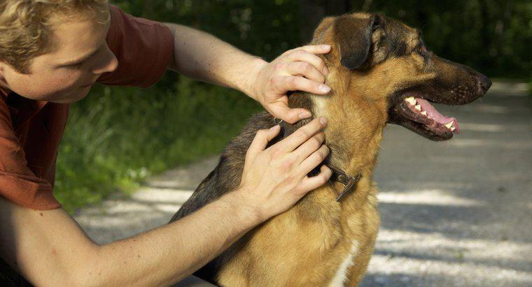 Wie verhindert man Zecken bei Hunden?