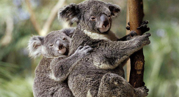 Wo stehen Koalas in der Nahrungskette?