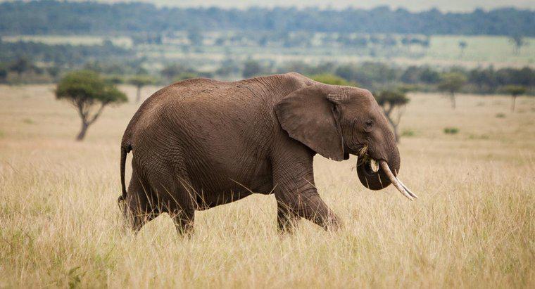 Was ist ein Feind des afrikanischen Elefanten?