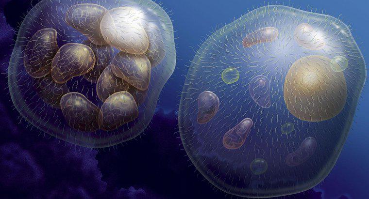 Wie wachsen mehrzellige Organismen?
