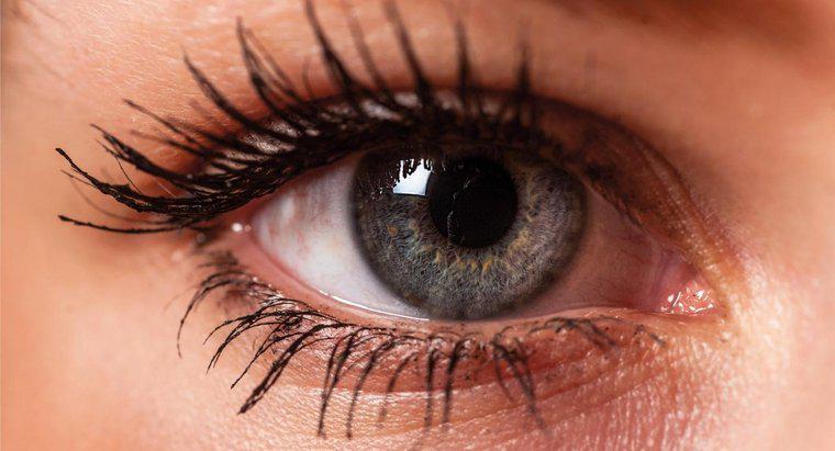 Wie heißt die innere Ecke deines Auges?