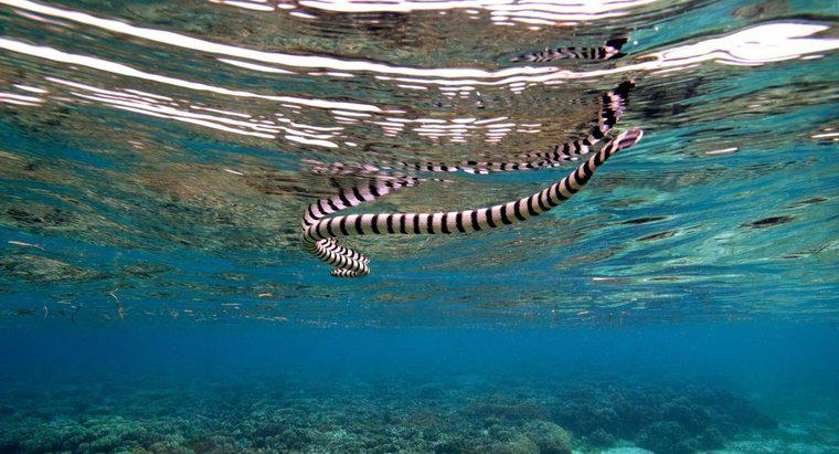 Welche Arten von Raubtieren hat eine Seeschlange?