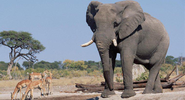 Wie groß sind Elefanten?