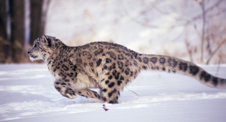 Wie schnell kann ein Leopard laufen?