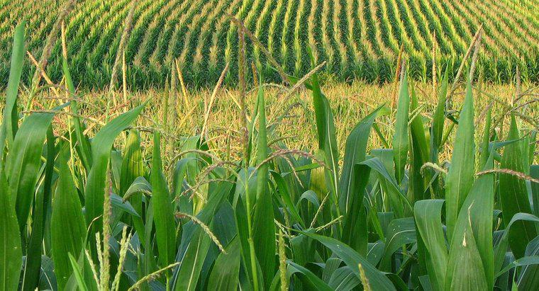 Wie viel Wasser wird zum Wachsen von Mais benötigt?