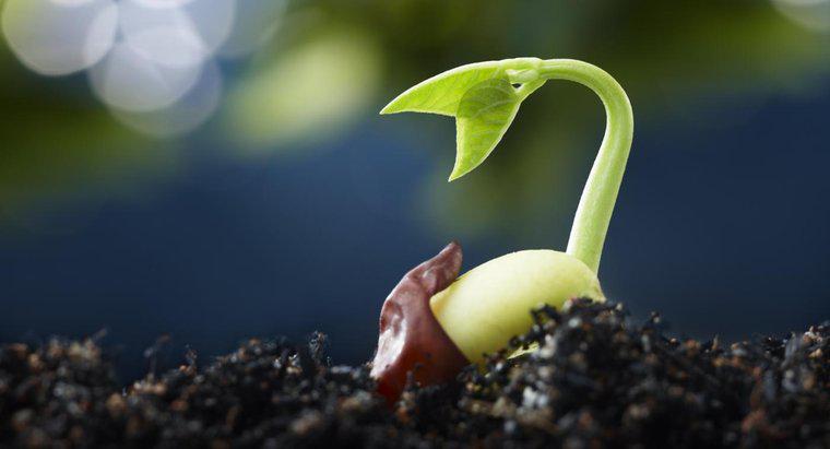 Wie pflegt man eine Glücksbohnenpflanze?