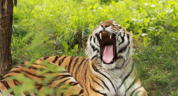Welches Geräusch macht ein Tiger?