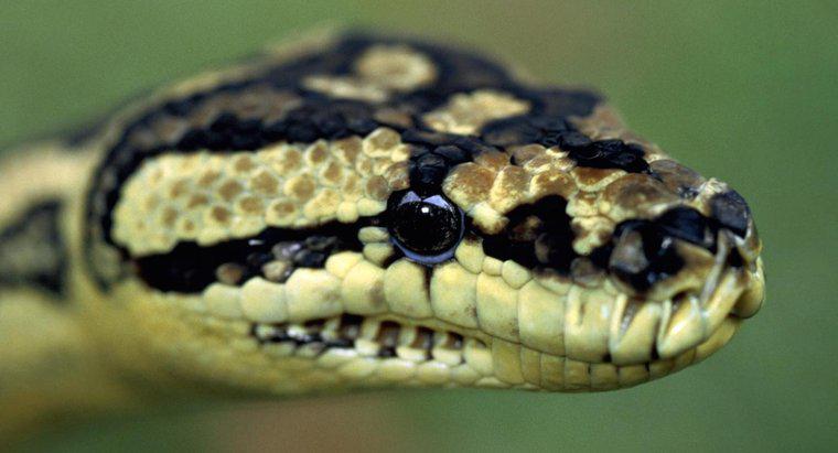 Sind Pythons giftig?