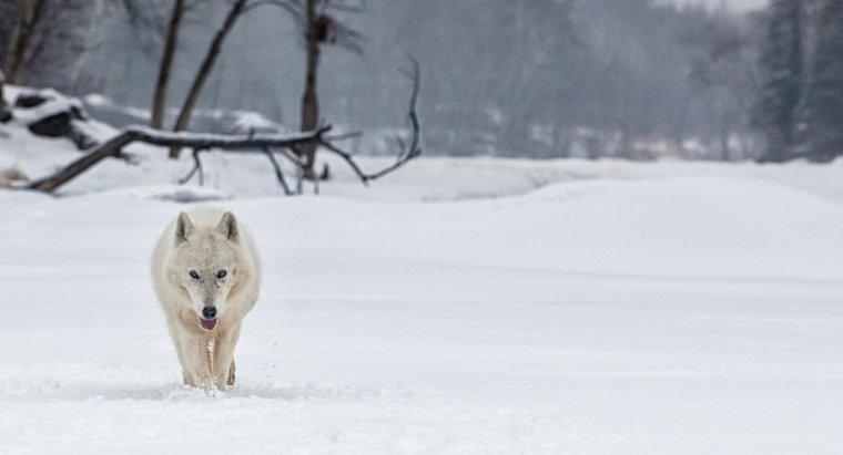 Was ist der Lebensraum des Polarwolfs?