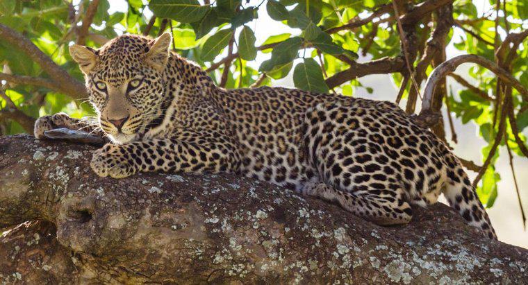Warum sind Leoparden gefährdet?