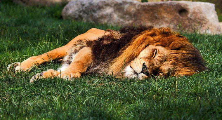 Wo schlafen Löwen?