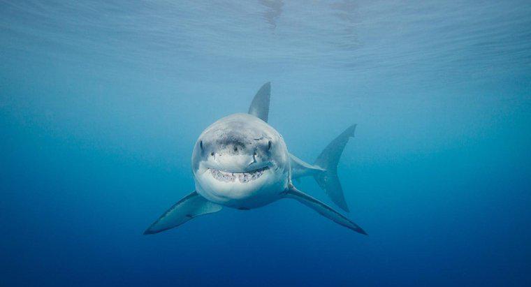 Wie entkommt der Weiße Hai Raubtieren?