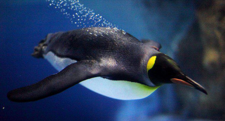 Wie schnell können Pinguine schwimmen?