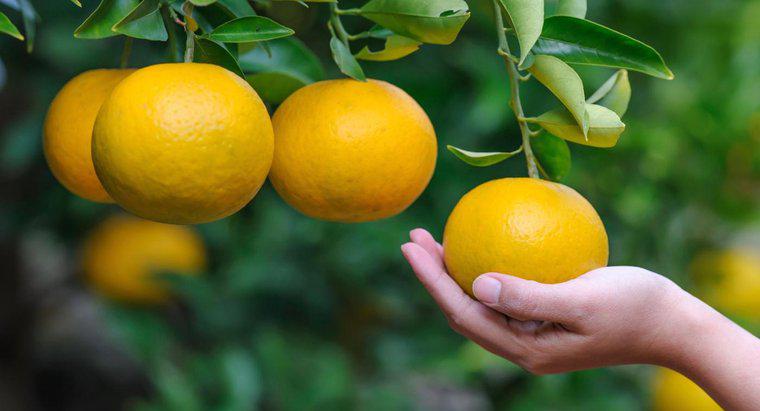 Was sind die Vorteile von Orangen?