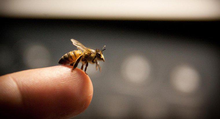 Was ist eine wirksame Behandlung, um die Schwellung durch einen Bienenstich zu stoppen?