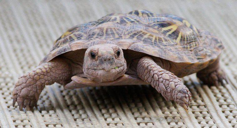 Was ist der Unterschied zwischen einer Schildkröte und einer Schildkröte?