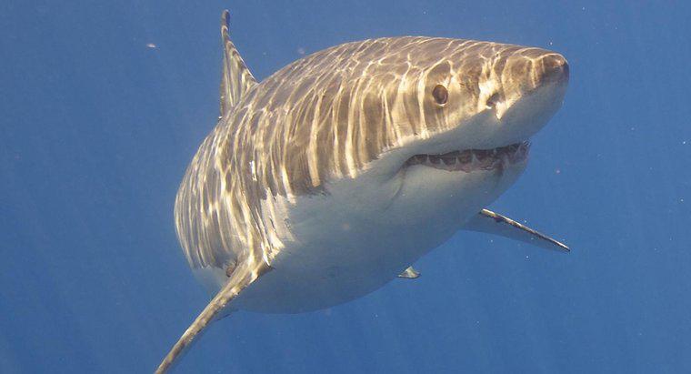 Was sind die Verhaltensanpassungen des Weißen Hais?