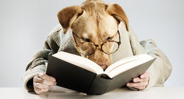 Was sind einige literarische Hundenamen?