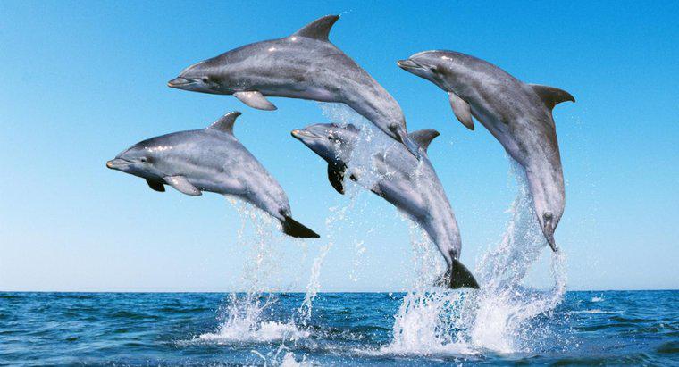Wie schützt sich ein Delfin?