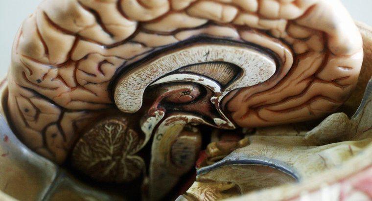Was ist der größte Teil des Gehirns?