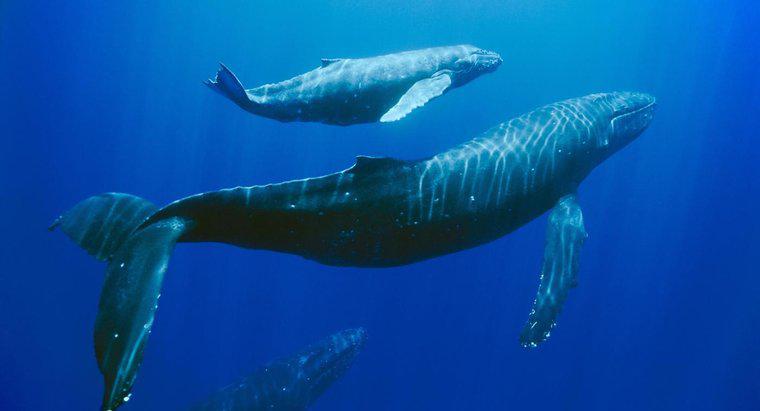 Was wird getan, um die Buckelwale zu retten?
