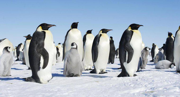 Wie kümmern sich Pinguine um ihre Jungen?