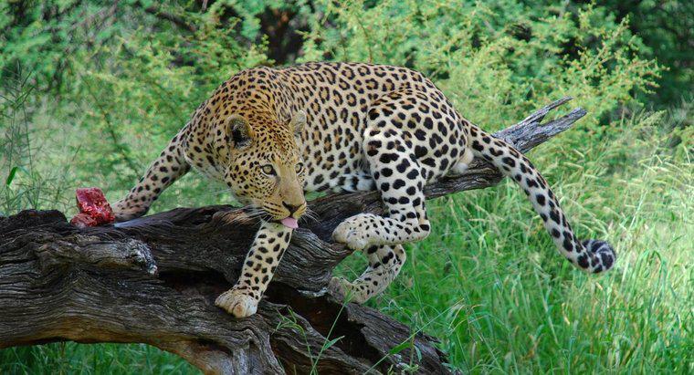 Wie viele Leoparden gibt es noch auf der Welt?