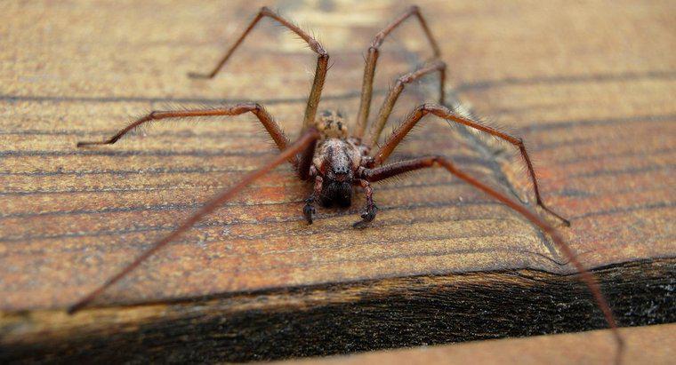 Was sind die Symptome eines Hobo-Spinnenbisses?