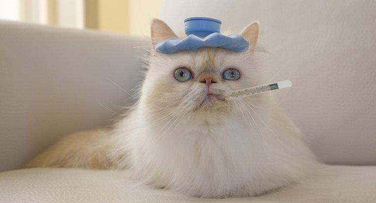 Wie reduziert man das Fieber einer Katze?