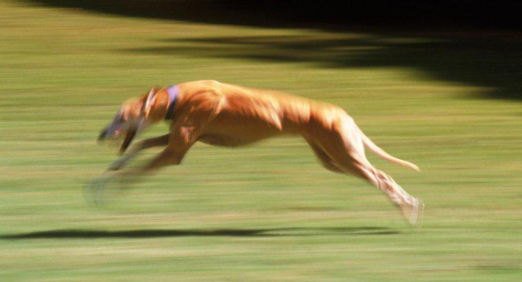 Was ist der schnellste Hund?