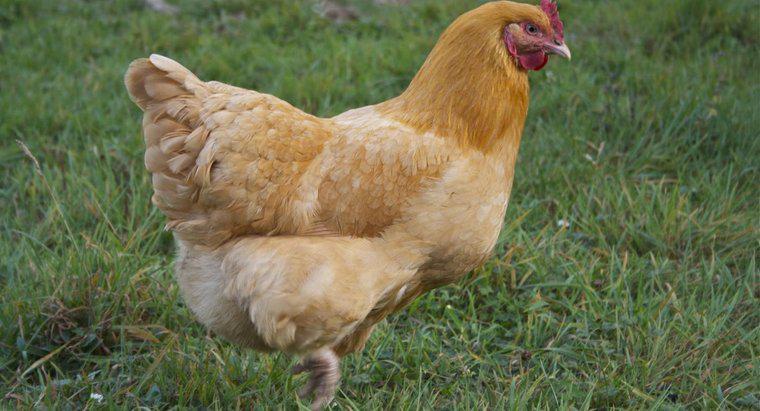 Wie schnell kann ein Huhn laufen?