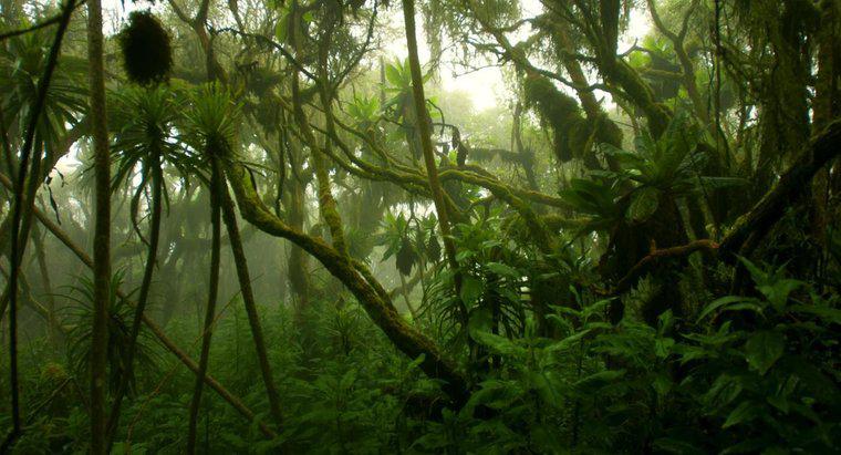 Wie ist das Klima des Kongo-Regenwaldes?