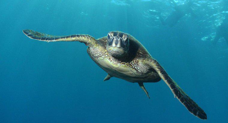 Was fressen Grüne Meeresschildkröten?