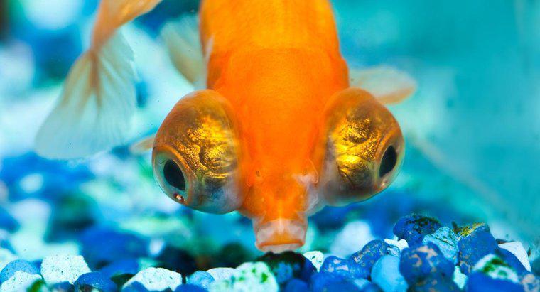 Was sind großäugige Goldfische?