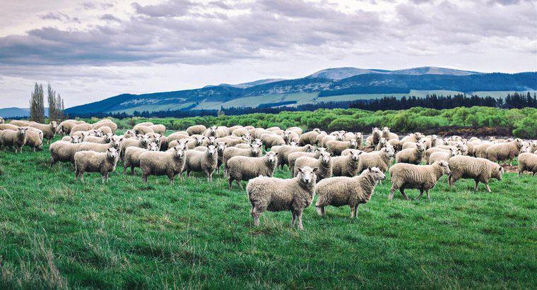 Wie nennt man eine Schafgruppe?