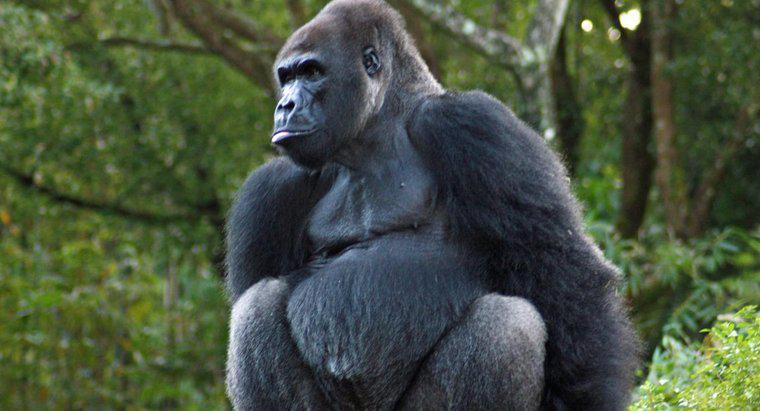 Wie schützen sich Gorillas?
