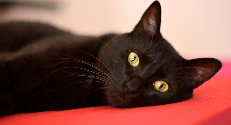 Warum sind Menschen gegenüber schwarzen Katzen misstrauisch?