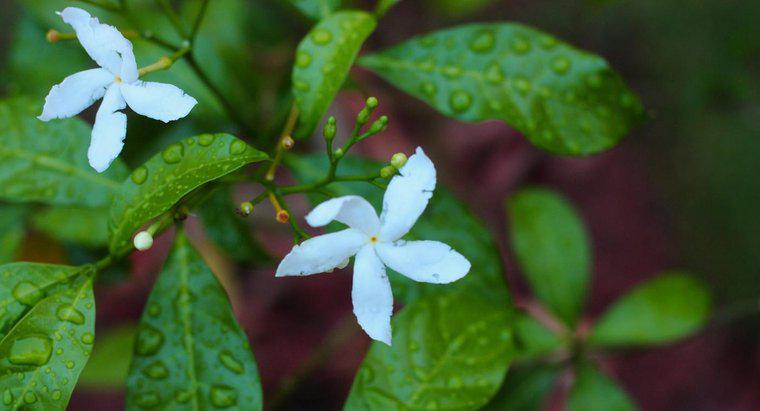 Wie pflegen Sie eine arabische Jasminpflanze?