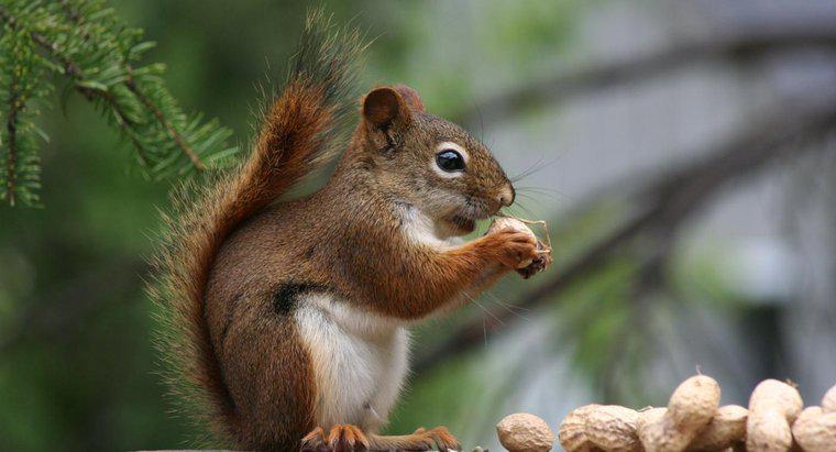 Was ist die Anatomie eines Eichhörnchens?