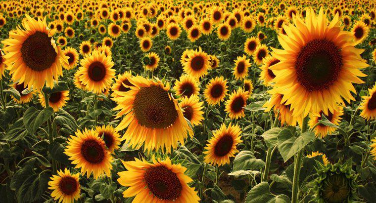 Wofür werden Sonnenblumen verwendet?
